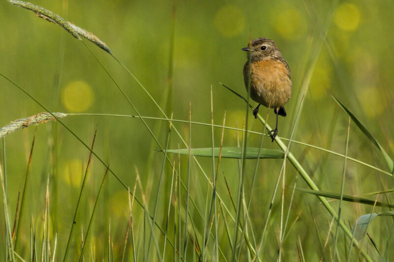 Tarier pâtre femelle